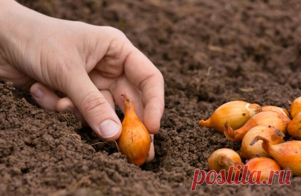 Как подготовить лук-севок к посадке — Садоводка