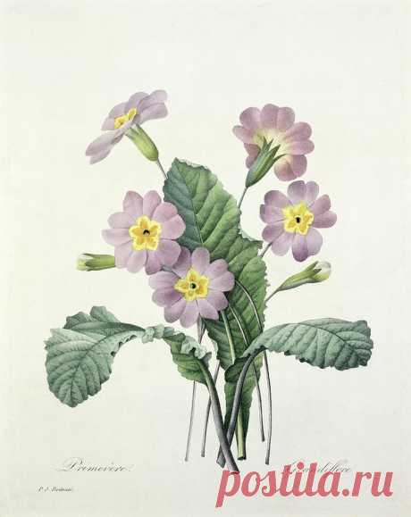 Primrose by Pierre Joseph Redoute Primrose Drawing by Pierre Joseph Redoute