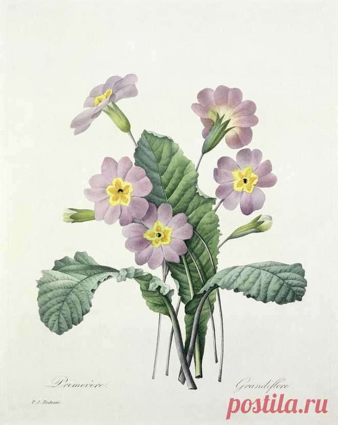 Primrose by Pierre Joseph Redoute Primrose Drawing by Pierre Joseph Redoute