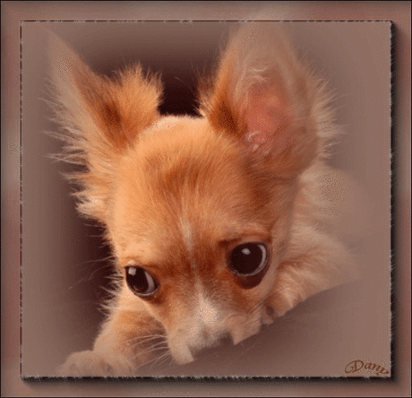 1261069352_1249563109_d79115b987ed.gif (512×494)