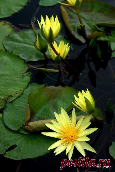 Yellow Water Lilies   |  Pinterest • Всемирный каталог идей