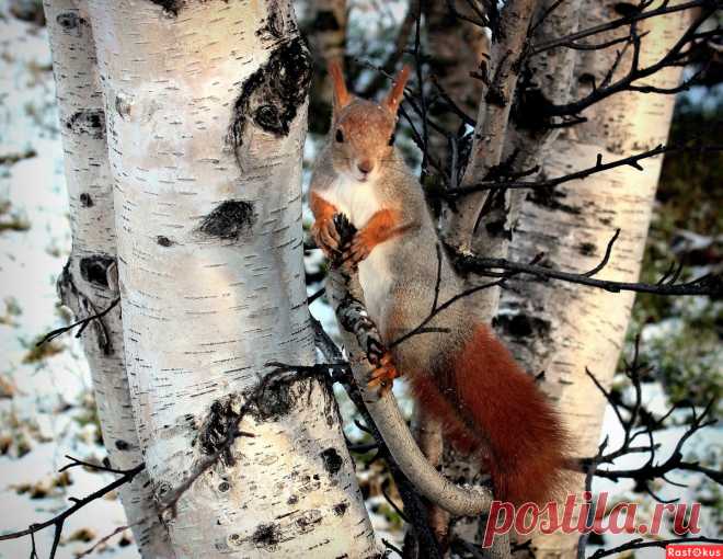 Фото: Лесная фотосессия.... Татьяна Соловьева (Тата). Фото животных - Фотосайт Rasfokus.ru