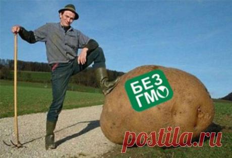 ИЩУ МУЖЧИНУ БЕЗ ГМО. 4 Продолжение | 5минутка