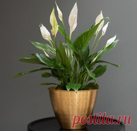 Как «женское счастье» начинает цвести, каким должен быть уход в домашних условиях в этот период, как ухаживать за растением, если оно не дает стрелок а также какие особенности ухода существуют и многое другое.
При правильном уходе за фиалками в домашних условиях, они начинают цвести в возрасте от двух до трех лет.
Если вы хотите, чтобы ваши фиалки цвели как можно дольше, то нужно обеспечить растению правильный уход.
В первую очередь, это касается полива, подкормок, освещения, температурного ре…