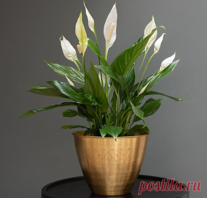 Как «женское счастье» начинает цвести, каким должен быть уход в домашних условиях в этот период, как ухаживать за растением, если оно не дает стрелок а также какие особенности ухода существуют и многое другое.
При правильном уходе за фиалками в домашних условиях, они начинают цвести в возрасте от двух до трех лет.
Если вы хотите, чтобы ваши фиалки цвели как можно дольше, то нужно обеспечить растению правильный уход.
В первую очередь, это касается полива, подкормок, освещения, температурного ре…