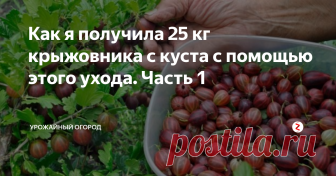 Как я получила 25 кг крыжовника с куста с помощью этого ухода. Часть 1 Добрый день, огородники и садоводы! Поговорим сегодня о крыжовнике. В этом году я собрала 25 кг с куста с помощью правильного ухода. Расскажу об очень эффективной подкормке, поливе, посадке.
Подписывайтесь на Урожайный огород! Оставляйте комментарии под этой заметкой. Ставьте палец вверх!
То сохнет, то гниёт
Мои знакомые огородники постоянно жалуются, что крыжовник у них то растет плохо, то гниёт,