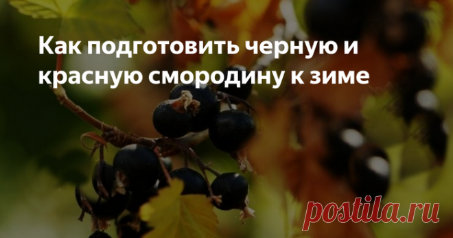 Как подготовить смородину к зиме: уход осенью, обрезка, удобрение
