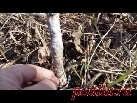 Яблоню погрызли мыши.Спасаем.ч.2