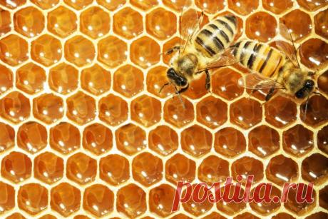 Почему пчелиные соты - шестиугольные? И кто обучает пчёл геометрии?