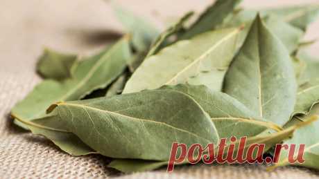 Этот секрет знают лишь единицы: зачем дачники поджигают лавровый лист в теплице