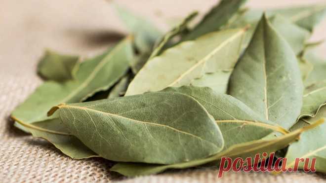 Этот секрет знают лишь единицы: зачем дачники поджигают лавровый лист в теплице