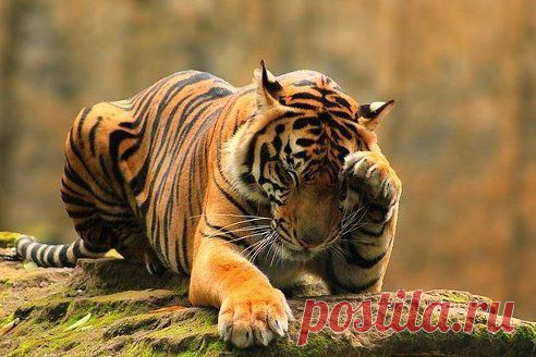 Спокойствие - это величайшее проявление силы.