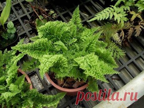 Способы размножения папоротников, уход за ними
