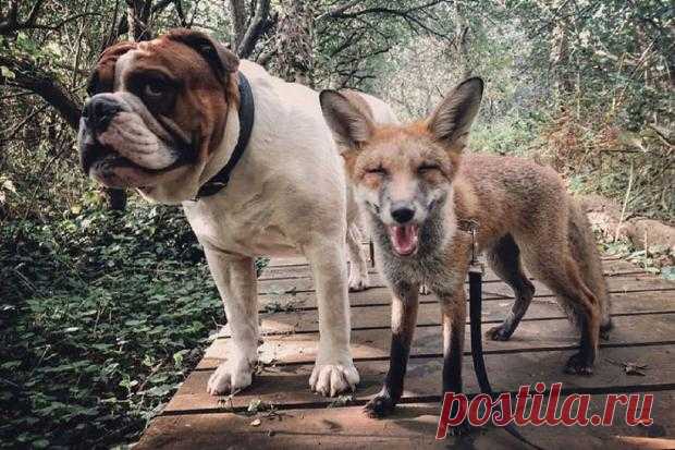 Необычная дружба лисицы и бульдога: забавные фото очаровательных животных