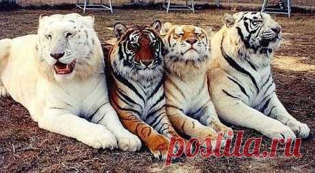 Мой Мир@Mail.Ru