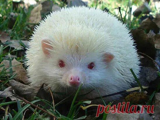 Лесной альбиносик