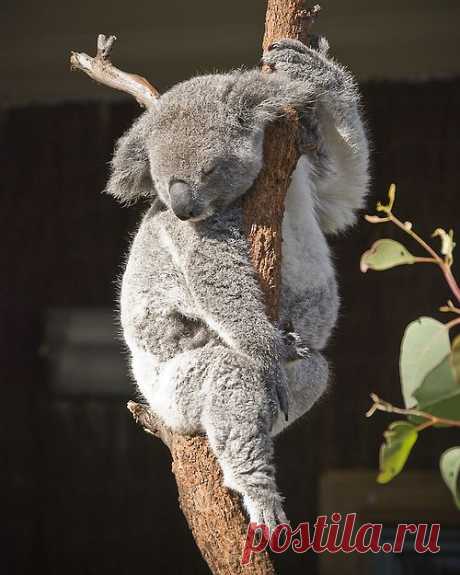 The cute creatures