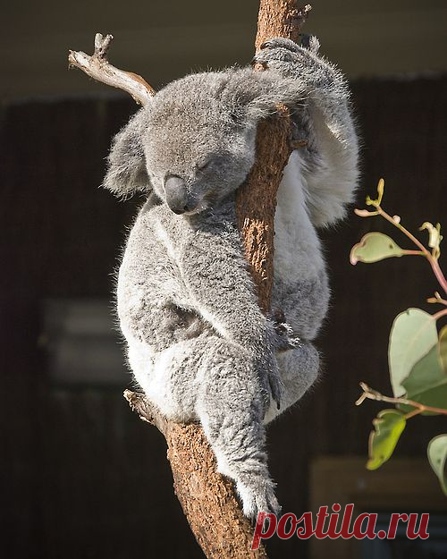 The cute creatures