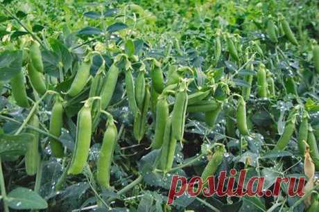 Горох - Садоводка