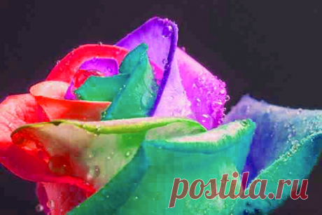 roses - Google Search