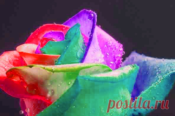 roses - Google Search