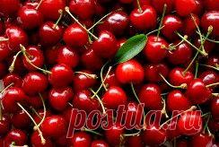 Как вырастить вишню без косточек? - Садоводка