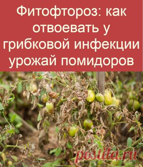 Фитофтороз: как отвоевать у грибковой инфекции урожай помидоров