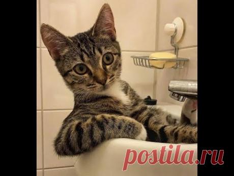 Сногсшибательно смешные кошки! Подборка приколов с котами, кошками и котятами
