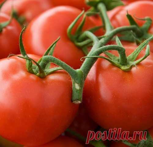 Чего нельзя делать при выращивании помидоров
