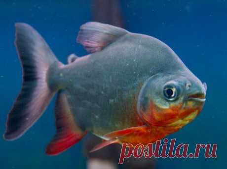 ПИРАНЬЯ КРАСНЫЙ ПАКУ (Piaractus brachypomus) » Домашний аквариум