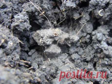 НАПРАВЛЕНИЕ РОСТКОВ И ГЛУБИНА ПОСАДКИ КАТРОФЕЛЯ — 6 соток