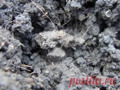 НАПРАВЛЕНИЕ РОСТКОВ И ГЛУБИНА ПОСАДКИ КАТРОФЕЛЯ — 6 соток