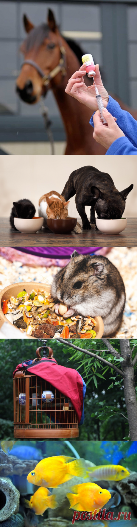 Всё лучшее любимому питомцу: интернет-магазин &quot;Зоо Подиум&quot; | Зооляндия