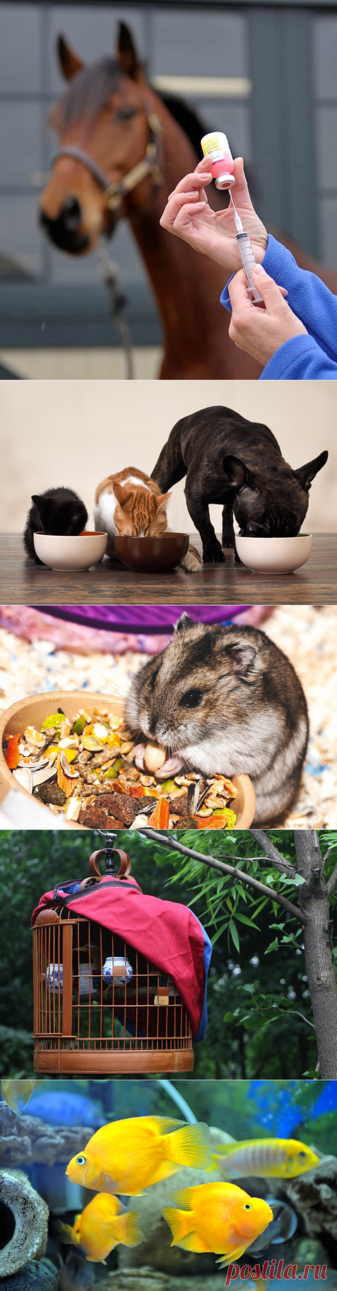 Всё лучшее любимому питомцу: интернет-магазин "Зоо Подиум" | Зооляндия