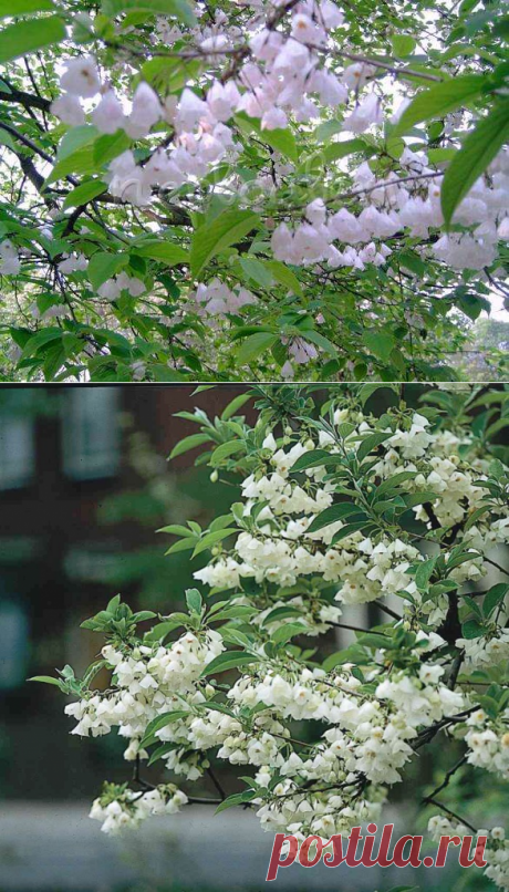 Галезия — целое дерево «ландышей»!