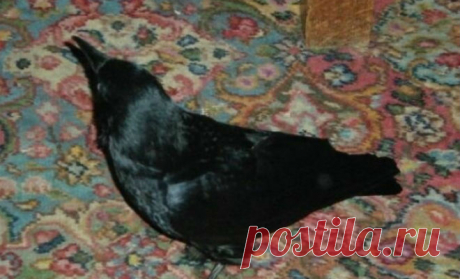 Мужчина кормил семью воронов 4 года. Птенцы выросли и отблагодарили людей 4 года Стюарт Далквист кормил семейство воронов. Птицы узнавали и любили мужчину: 2 взрослых и 3 птенца собрали ему настоящий дар и принесли прямо к порогу.



Впервые Далквист заметил воронов после того, как птенцы случайно упали с дерева в его дворе. После этого он и стал подкармливать птиц.