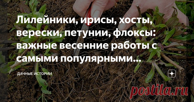 Лилейники, ирисы, хосты, верески, петунии, флоксы: важные весенние работы с самыми популярными многолетниками и однолетниками Статья автора «Дачные истории» в Дзене ✍: Добрый день, дорогие друзья, садоводы и огородники! Приветствую вас на канале 