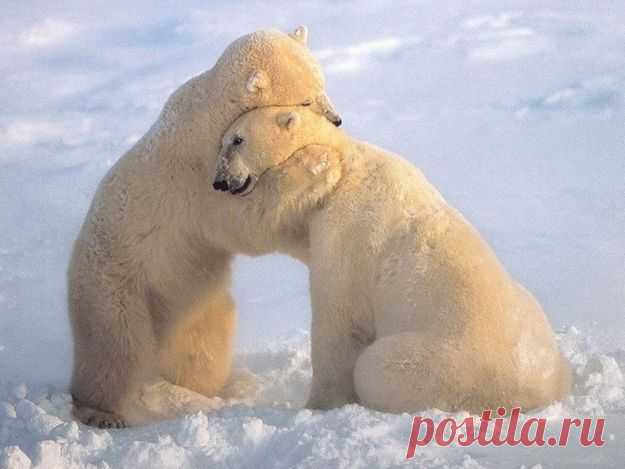 25 Animals Who Are Totally BFFs