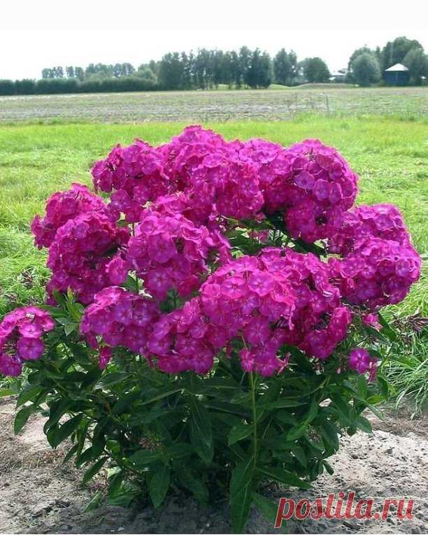 Чтобы флоксы цвели 2 раза за сезон и их листья не сохли, об этом нужно позаботиться с весны

Буйство красок флоксов и их нежный аромат ни с чем не сравнимы. Эти цветы садоводы любят за пышное и продолжительное цветение.

Чтобы нижние листья преждевременно не высыхали и куст оставался долгое время декоративным и цвел 2 раза за сезон, об этом нужно позаботиться весной, когда растение пробудится и начнут пробиваться ростки.

Первая весенняя обработка

После появления ростков ...