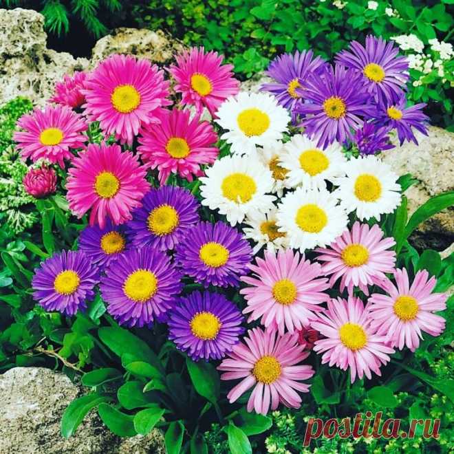 АСТРА АЛЬПИЙСКАЯ МНОГОЛЕТНЯЯ Какое растение посадить на даче, чтобы оно радовало глаз и не требовало усилий по уходу? Дизайнеры рекомендуют астру альпийскую многолетнюю. В статье изложены рекомендации по посадке и уходу за астрами, высаженными в открытый грунт. Подробно описаны сорта астры альпийской, их особенности...