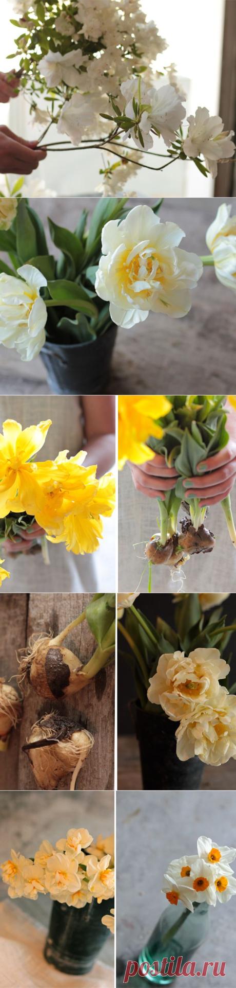 Flowers | Sugar from Sunshine