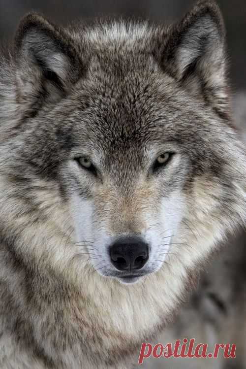 (20) Pinterest