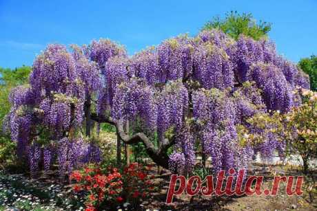 В городе Асикага, в провинции Точиги на о. Хонсю находится кусочек рая – цветочный парк, который круглый год изобилует великолепием цветущих растений. Но именно весной, в начале мая, здесь расцветает в полную силу глициния и время замирает в очаровании… |Парк цветов Асикага на о. Хонсю (Япония) | Блог ZooFitoSfera о растениях, животных и интересном