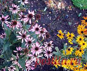 Эхинацея пурпурная (Echinacea purpurea), описание эхинацеи, уход, размножение эхинация, цветение, удобрения, почва, болезни вредители эхинацеи, лекарственное растение, растения, реферат, эхинацея пурпурная фото цветы