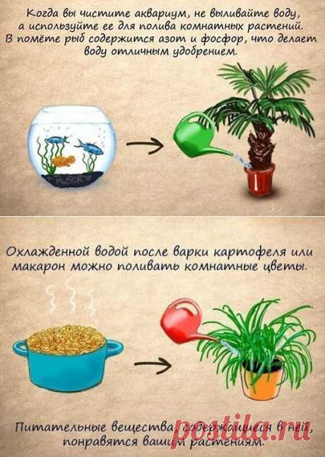 ПОЛИВАЕМ КОМН/ЦВЕТЫ !!!