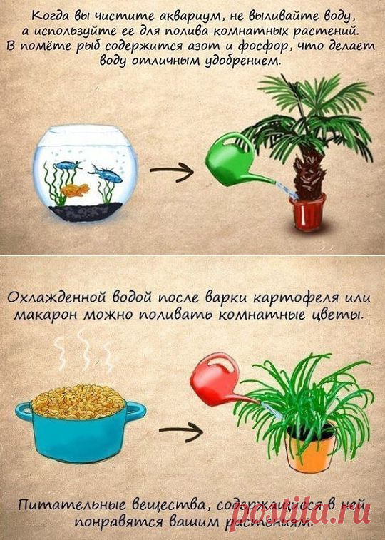 ПОЛИВАЕМ КОМН/ЦВЕТЫ !!!