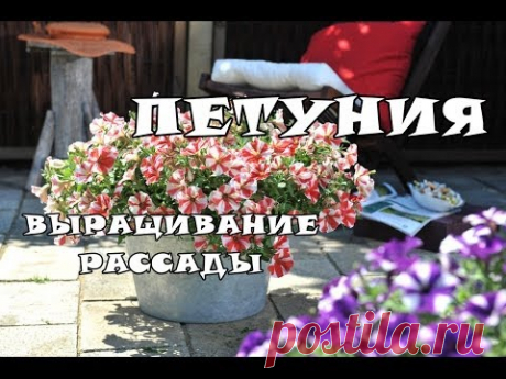 Выращивание рассады петунии из семян. Часть 1