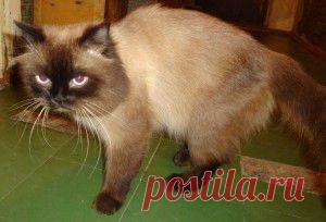 О кошках – болезни у кошек, их профилактика | vita-jizn.net
О кошках – болезни у кошек, их профилактика

О кошках, их содержании и кормлении я уже писала. В этой статье для Вас — болезни у кошек: раны, кожные болезни, паразиты, а также профилактика болезней у кошек.