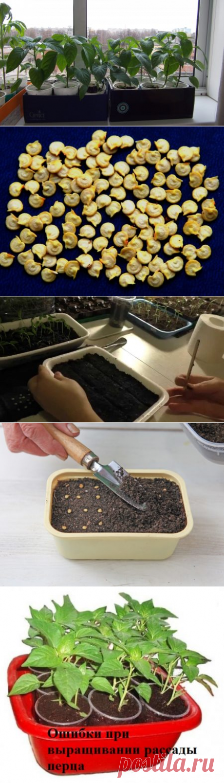 Рассада перца на подоконнике