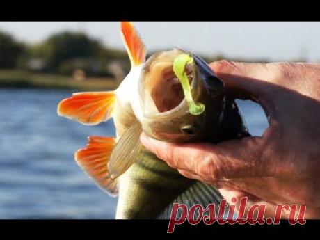 Ловля с отводным поводком на тройном вертлюжке